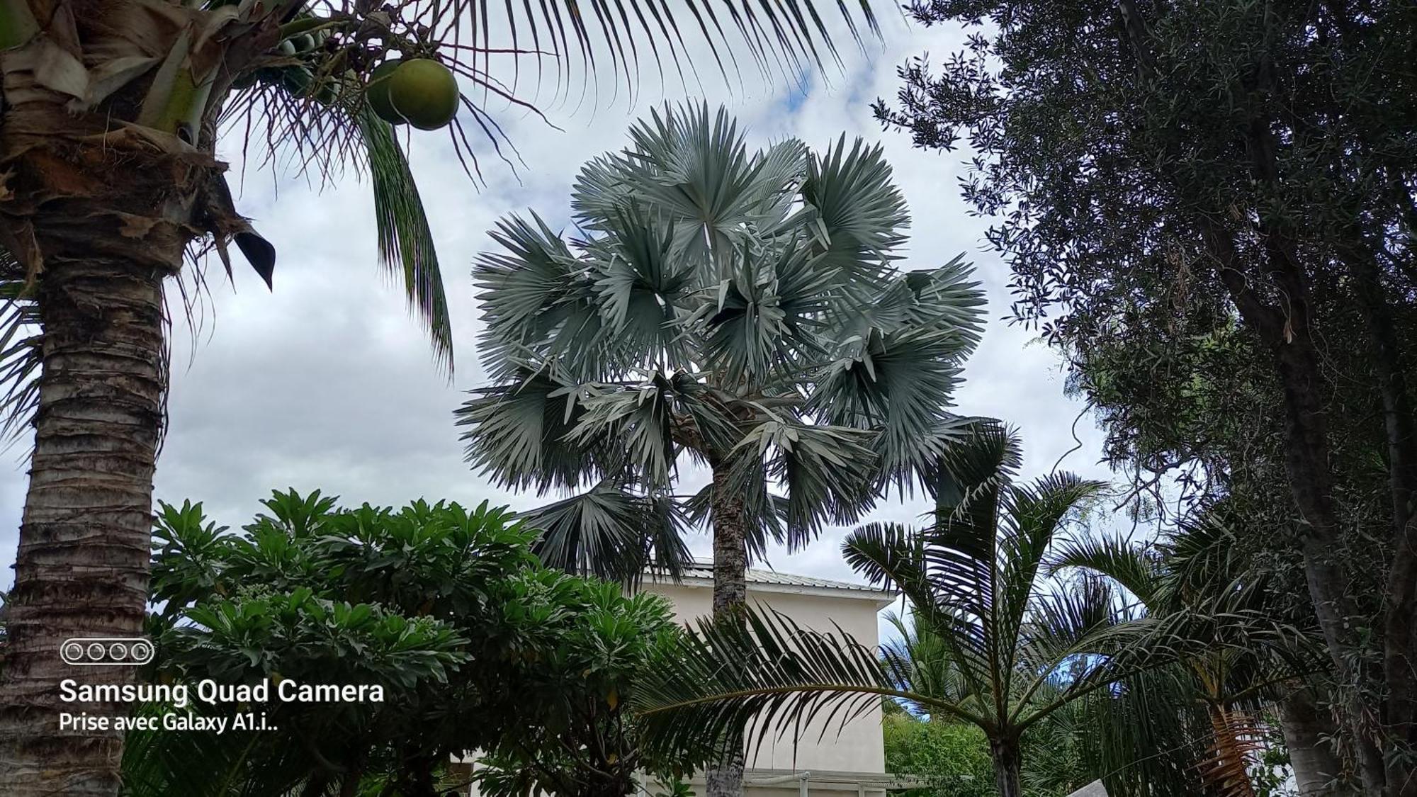 Le Latanier Bleu Apartment ลาซาลีน เลอแบ็ง ภายนอก รูปภาพ